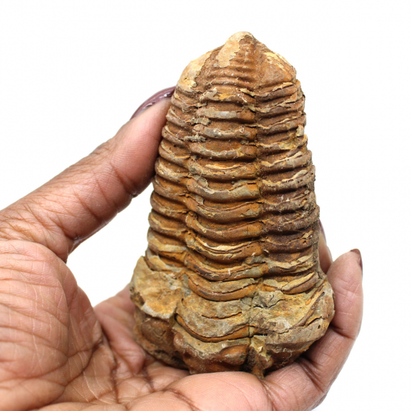 Trilobite fossile