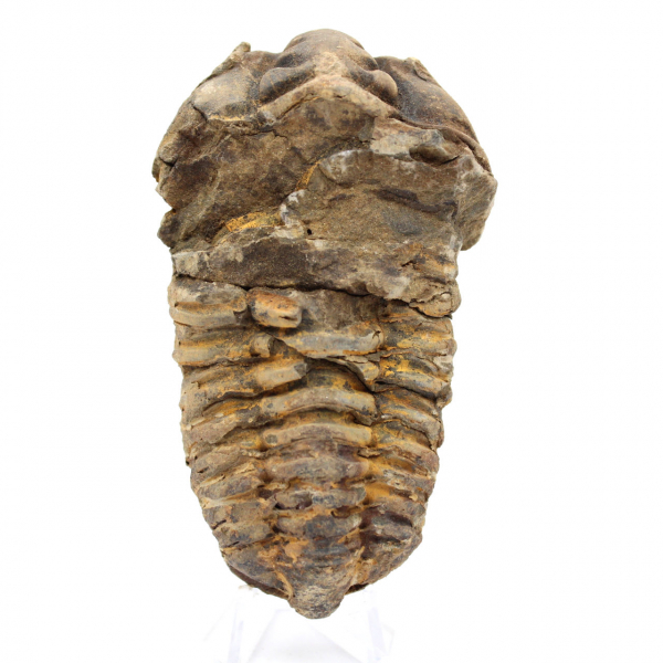 Trilobite dal Marocco