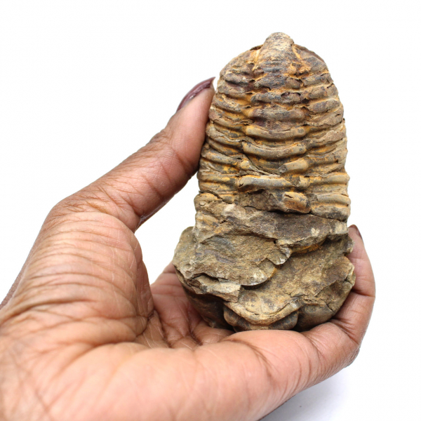 Trilobite dal Marocco