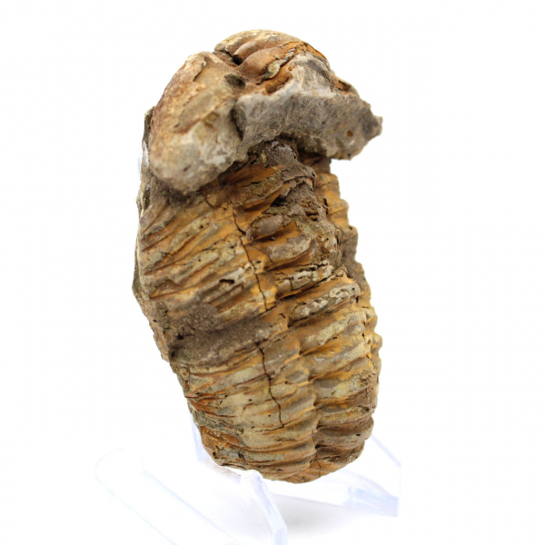 Trilobite