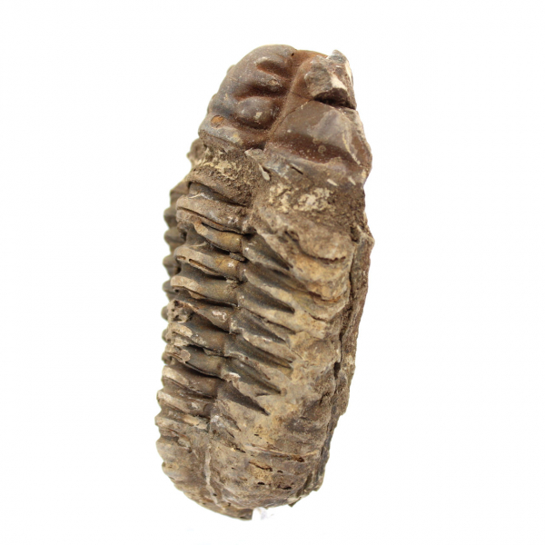 Trilobite grezzo dal Marocco