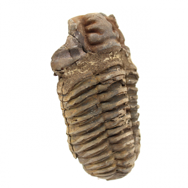 Trilobite grezzo dal Marocco