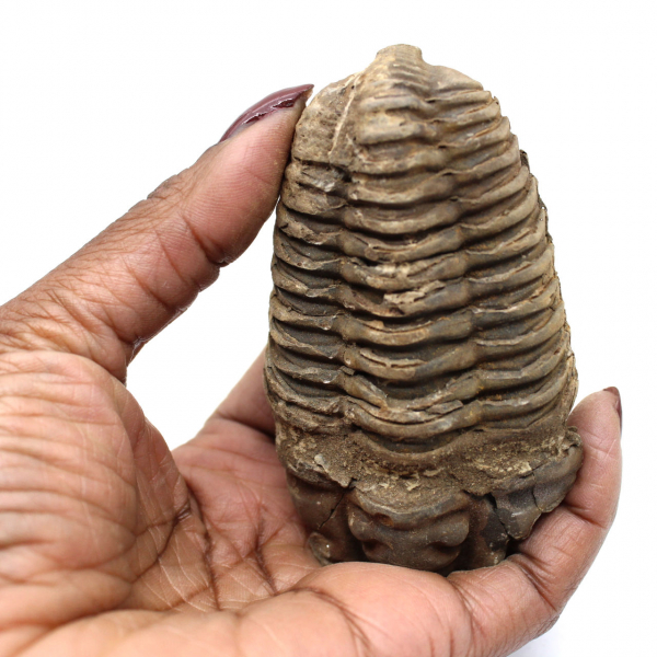 Trilobite grezzo dal Marocco