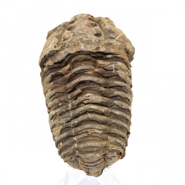 Trilobite fossile grezzo