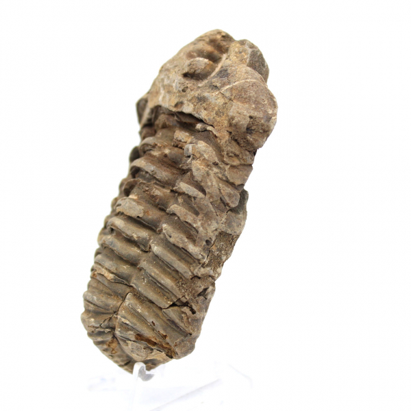 Trilobite fossile grezzo