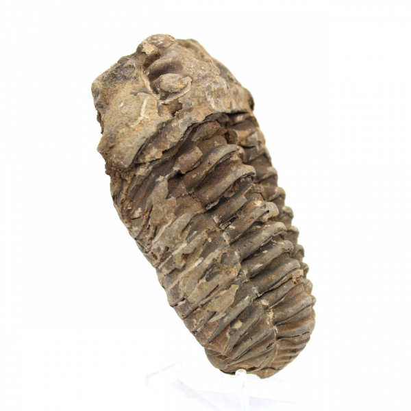 Trilobite fossile grezzo