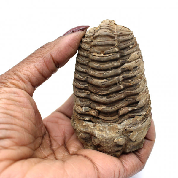 Trilobite fossile grezzo