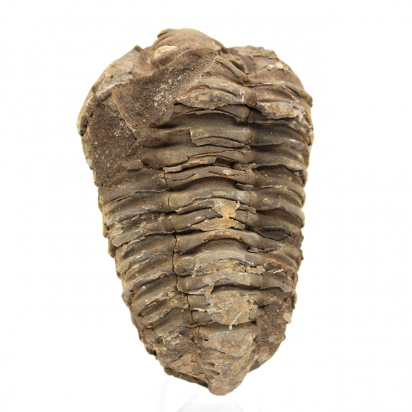 Trilobite grezzo