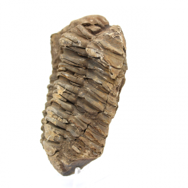 Trilobite grezzo