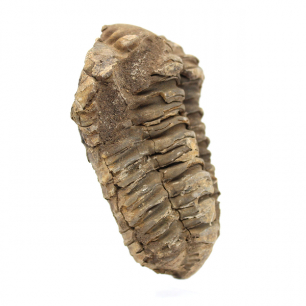 Trilobite grezzo