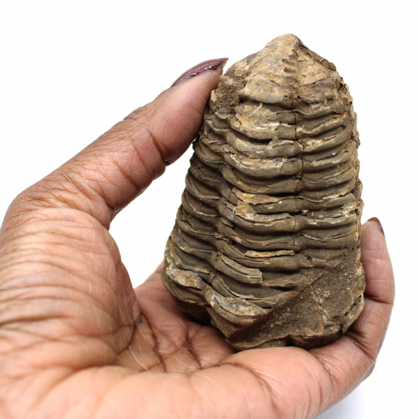 Trilobite grezzo