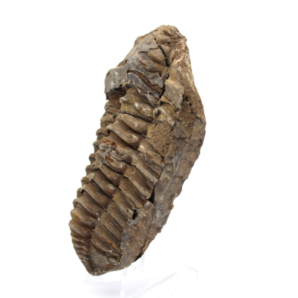 Trilobite Fossile Marocco