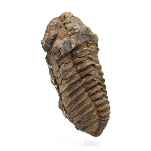 Trilobite Fossile Marocco