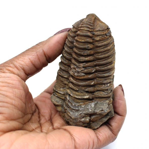 Trilobite Fossile Marocco