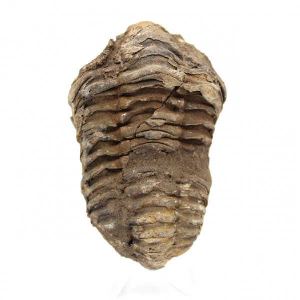 Fossile di trilobite dal Marocco