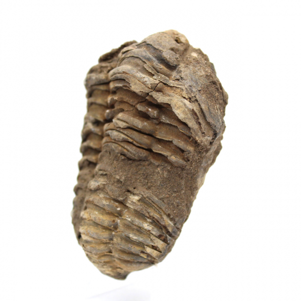 Fossile di trilobite dal Marocco