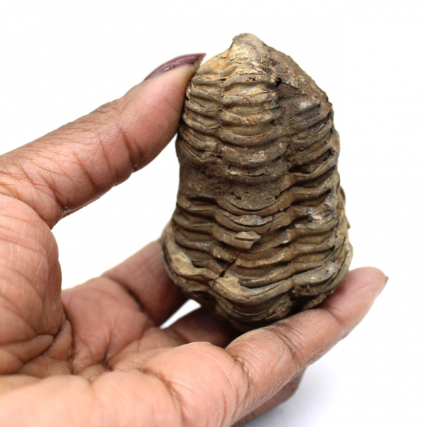 Fossile di trilobite dal Marocco