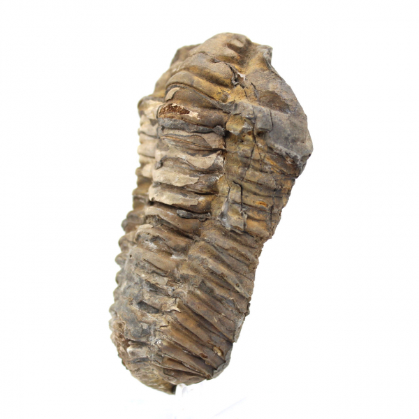 Trilobite fossile dal Marocco