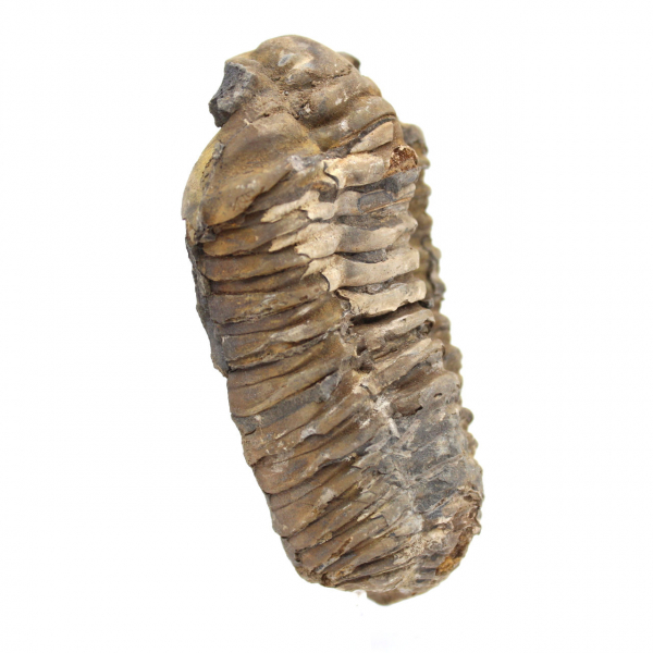 Trilobite fossile dal Marocco