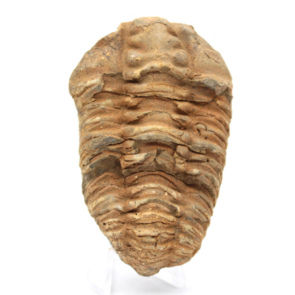 Trilobite fossile Marocco