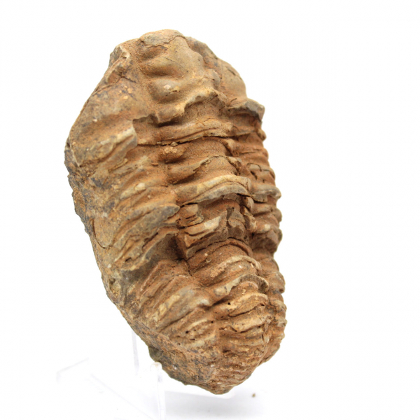 Trilobite fossile Marocco