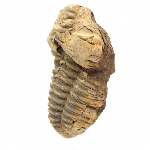 Fossile di trilobite