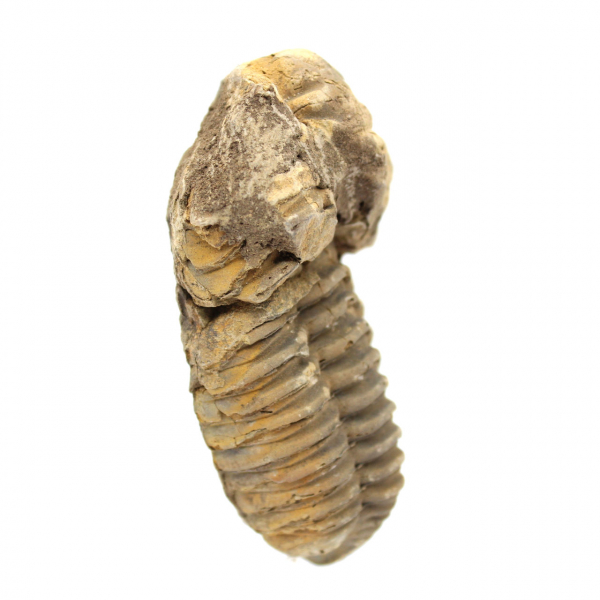 Fossile di trilobite