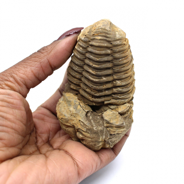 Fossile di trilobite