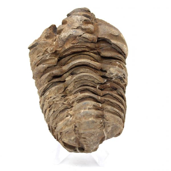 Trilobite fossile