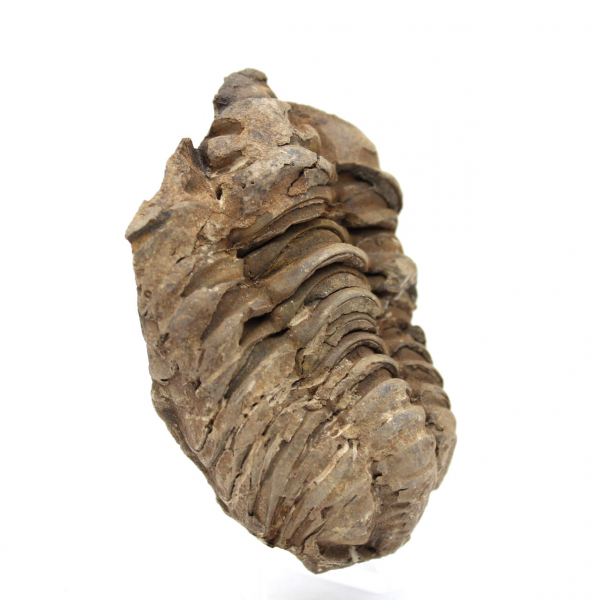 Trilobite fossile