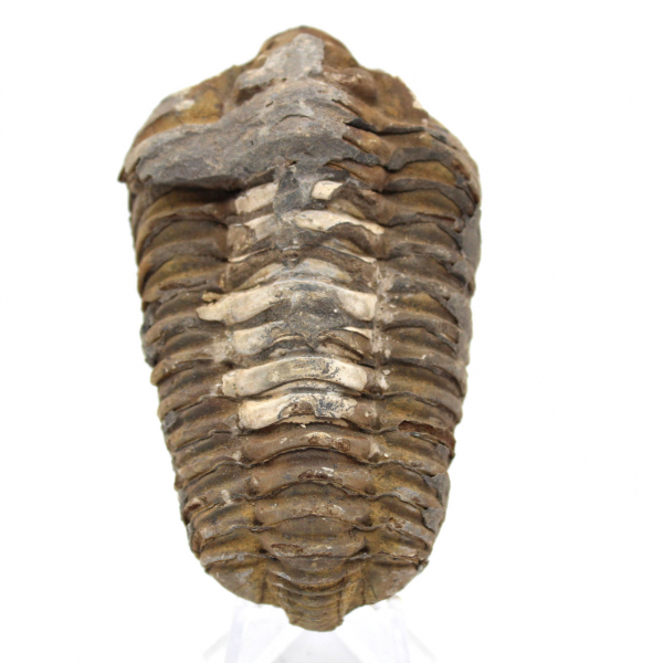 Trilobite dal Marocco