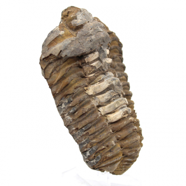 Trilobite dal Marocco