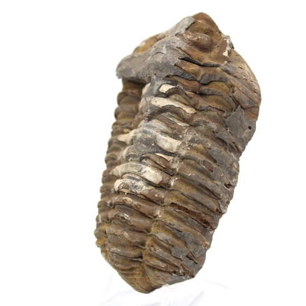 Trilobite dal Marocco