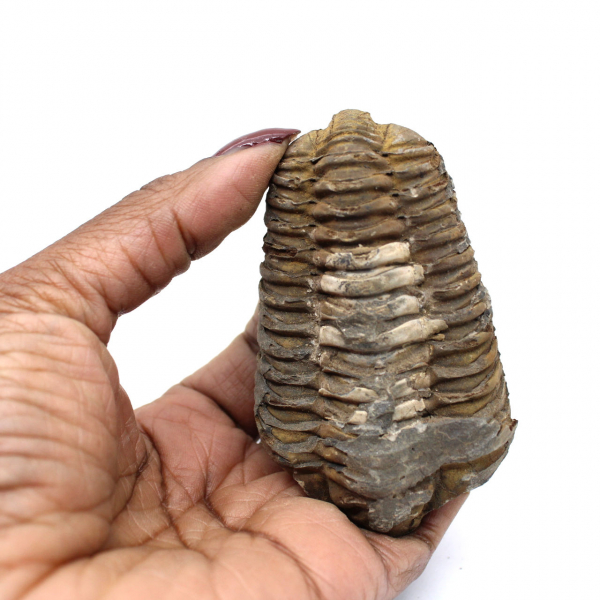 Trilobite dal Marocco