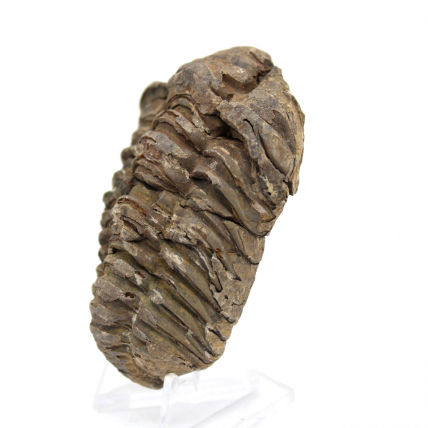 Trilobite dal Marocco