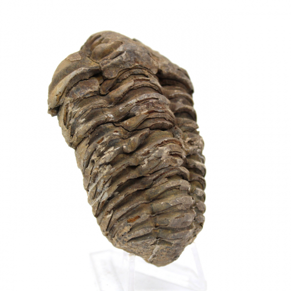 Trilobite dal Marocco