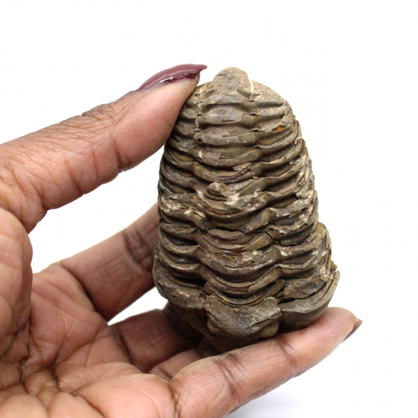 Trilobite dal Marocco