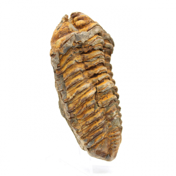 Trilobite