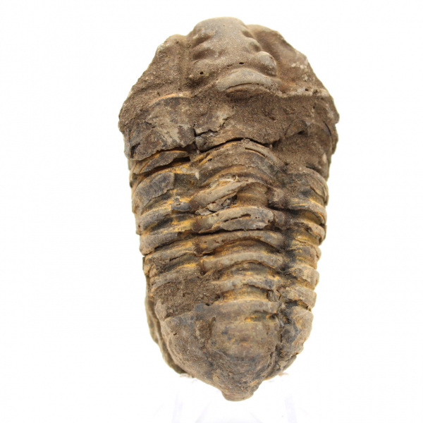 Trilobite grezzo dal Marocco