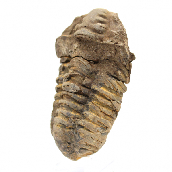 Trilobite grezzo dal Marocco