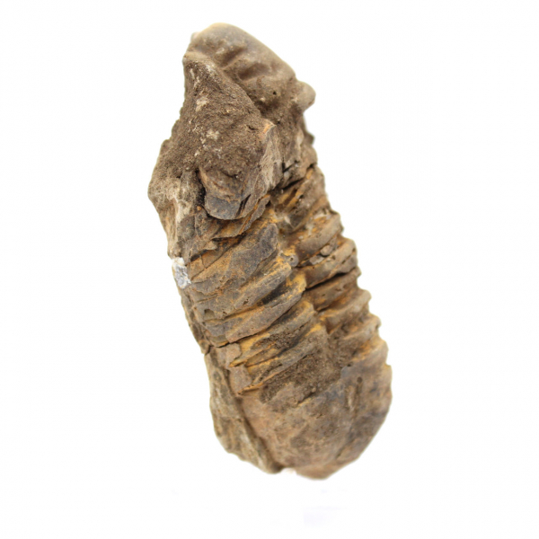 Trilobite grezzo dal Marocco