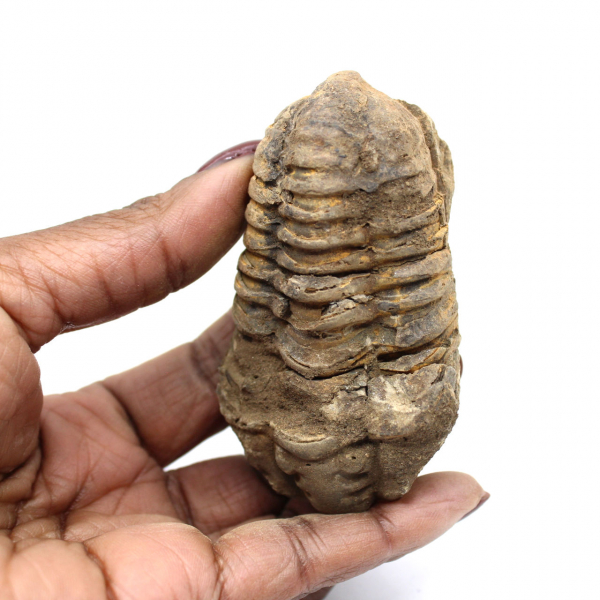 Trilobite grezzo dal Marocco