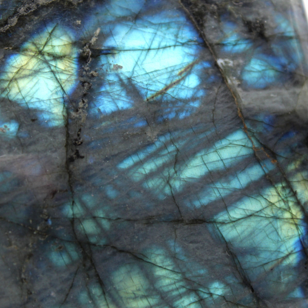 Labradorite lucidata Forma lucidata