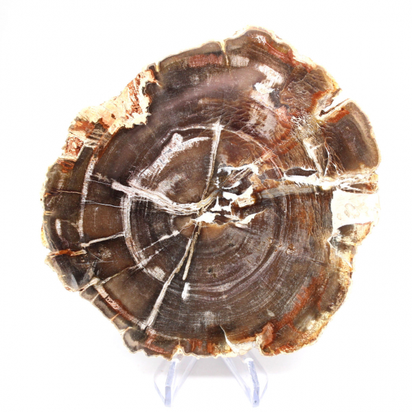 Legno fossilizzato lucidato dal Madagascar