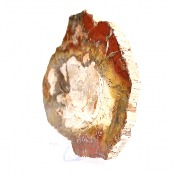 Fetta di legno fossilizzato del Madagascar