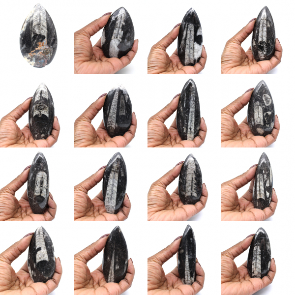 Fossile di Orthoceras dal Marocco