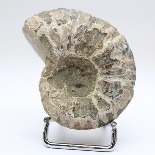 Ammonite Douvilleiceras inaequinodum