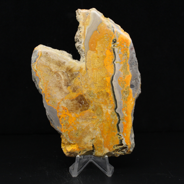 Jasper Bumblebee