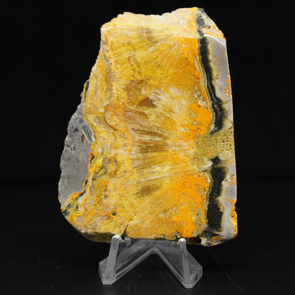 Jasper Bumblebee