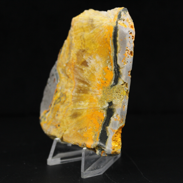 Jasper Bumblebee